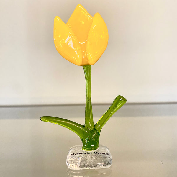 Tulipaner